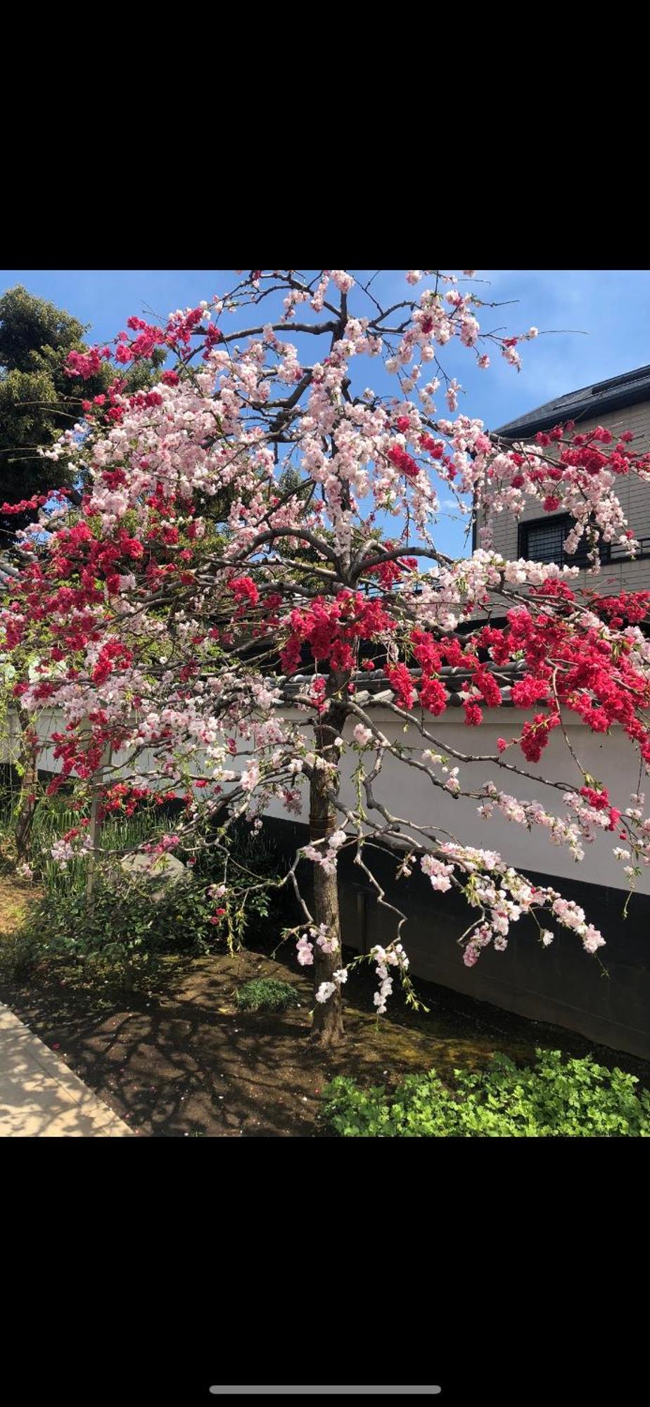 新宿庭院の屋-Shinjuku Garden Home -28 Square Meters King Size Bed Garden Room Tóquio Exterior foto