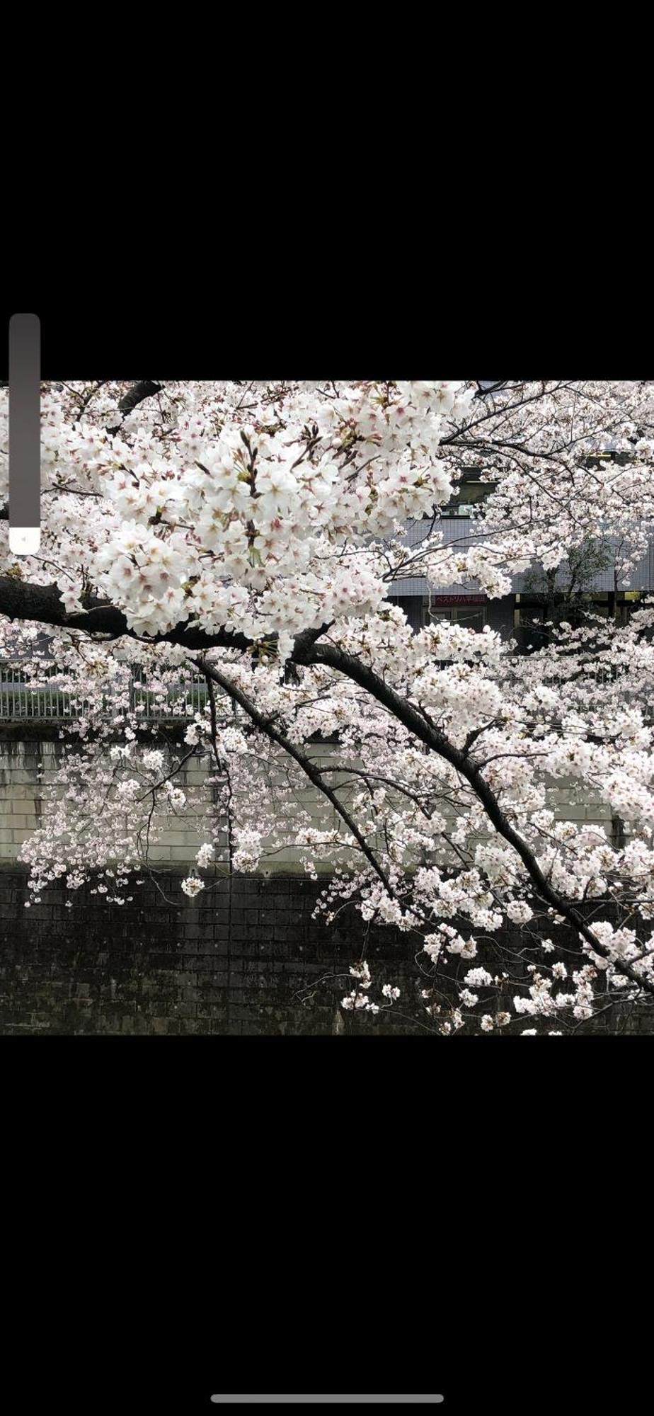 新宿庭院の屋-Shinjuku Garden Home -28 Square Meters King Size Bed Garden Room Tóquio Exterior foto